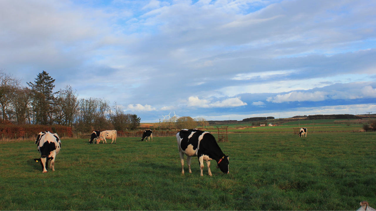 Rora-Dairy-Cows-Photograph-Case-study