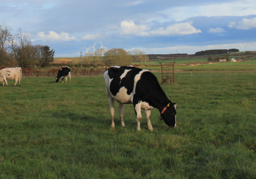 rora-dairy-farm (2)